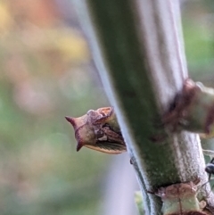 Sextius virescens at Watson, ACT - 3 Jan 2023