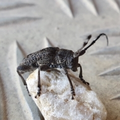 Ancita australis (Longicorn or longhorn beetle) at Yass River, NSW - 3 Jan 2023 by SenexRugosus