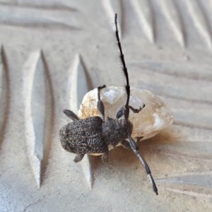 Ancita australis at Yass River, NSW - 3 Jan 2023