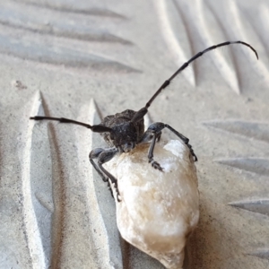 Ancita australis at Yass River, NSW - 3 Jan 2023