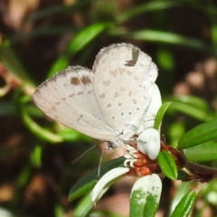 Erina hyacinthina (Varied Dusky-blue) at Acton, ACT - 3 Jan 2023 by HelenCross