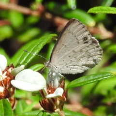 Erina hyacinthina at Acton, ACT - 3 Jan 2023