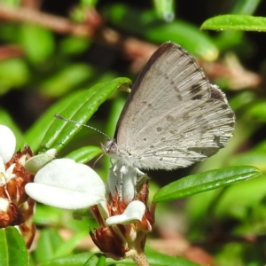 Erina hyacinthina at Acton, ACT - 3 Jan 2023