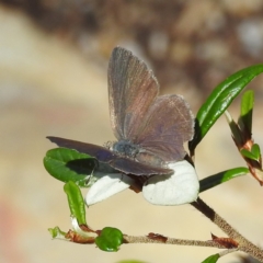 Erina hyacinthina at Acton, ACT - 3 Jan 2023