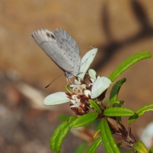 Erina hyacinthina at Acton, ACT - 3 Jan 2023