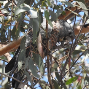 Callocephalon fimbriatum at Acton, ACT - suppressed