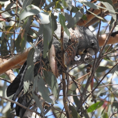 Callocephalon fimbriatum (Gang-gang Cockatoo) at ANBG - 3 Jan 2023 by HelenCross