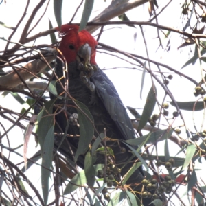 Callocephalon fimbriatum at Acton, ACT - 3 Jan 2023