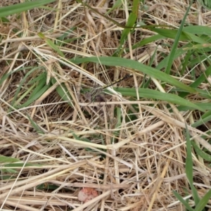 Orthetrum caledonicum at Murrumbateman, NSW - 1 Jan 2023 01:05 PM