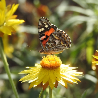 Vanessa kershawi (Australian Painted Lady) at ANBG - 3 Jan 2023 by HelenCross