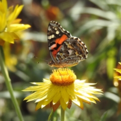 Vanessa kershawi (Australian Painted Lady) at Acton, ACT - 3 Jan 2023 by HelenCross