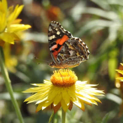 Vanessa kershawi (Australian Painted Lady) at Acton, ACT - 3 Jan 2023 by HelenCross