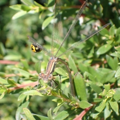 Austrolestes analis (Slender Ringtail) at Murrumbateman, NSW - 2 Jan 2023 by SimoneC