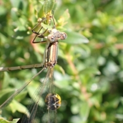 Austrolestes analis at Murrumbateman, NSW - 2 Jan 2023