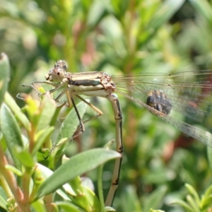 Austrolestes analis at Murrumbateman, NSW - 2 Jan 2023