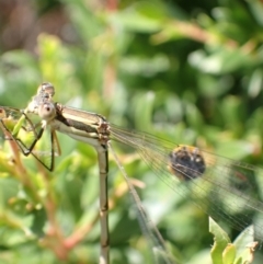 Austrolestes analis at Murrumbateman, NSW - 2 Jan 2023