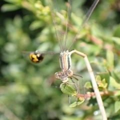 Austrolestes analis at Murrumbateman, NSW - 2 Jan 2023