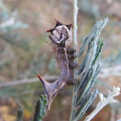 Neola semiaurata (Wattle Notodontid Moth) at Lions Youth Haven - Westwood Farm A.C.T. - 3 Jan 2023 by HelenCross