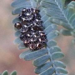 Oechalia schellenbergii (Spined Predatory Shield Bug) at Kambah, ACT - 3 Jan 2023 by HelenCross