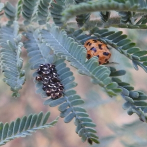 Oechalia schellenbergii at Kambah, ACT - suppressed