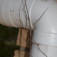 Ctenomorpha marginipennis (Margin-winged stick insect) at Higgins, ACT - 3 Jan 2023 by AlisonMilton