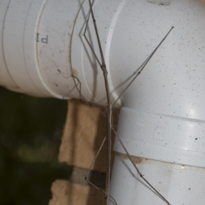 Ctenomorpha marginipennis at Higgins, ACT - 3 Jan 2023