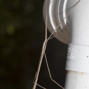 Ctenomorpha marginipennis at Higgins, ACT - 3 Jan 2023