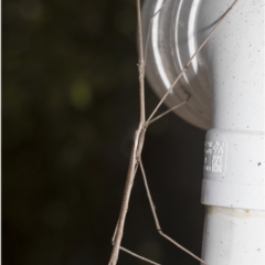 Ctenomorpha marginipennis at Higgins, ACT - 3 Jan 2023