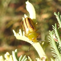 Calomela juncta (Leaf beetle) at Kambah, ACT - 3 Jan 2023 by HelenCross