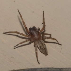 Clubiona sp. (genus) at Higgins, ACT - 3 Jan 2023 11:41 AM