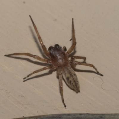 Clubiona sp. (genus) (Unidentified Stout Sac Spider) at Higgins, ACT - 3 Jan 2023 by AlisonMilton