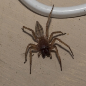 Clubiona sp. (genus) at Higgins, ACT - 3 Jan 2023