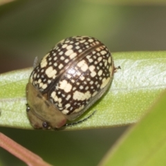 Paropsis pictipennis (Tea-tree button beetle) at Higgins, ACT - 31 Dec 2022 by AlisonMilton