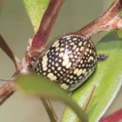 Paropsis pictipennis at Higgins, ACT - 31 Dec 2022 12:34 PM