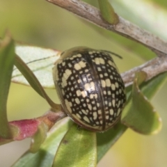 Paropsis pictipennis at Higgins, ACT - 31 Dec 2022