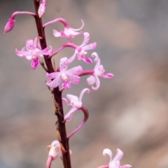 Dipodium roseum (Rosy Hyacinth Orchid) at Tallong, NSW - 1 Jan 2023 by Aussiegall