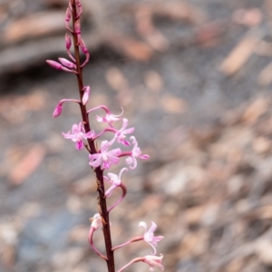 Dipodium roseum at Tallong, NSW - suppressed