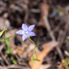 Wahlenbergia sp. (Bluebell) at Tallong, NSW - 1 Jan 2023 by Aussiegall