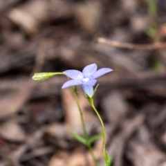 Wahlenbergia sp. at Tallong, NSW - 1 Jan 2023 11:31 AM