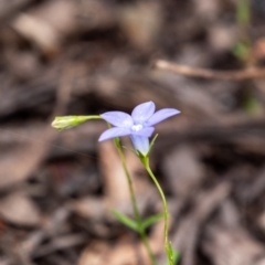 Wahlenbergia sp. at Tallong, NSW - 1 Jan 2023