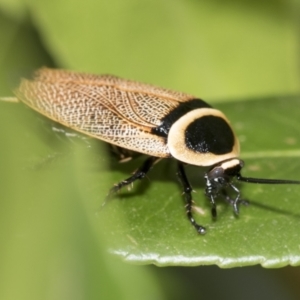 Ellipsidion australe at Higgins, ACT - 31 Dec 2022