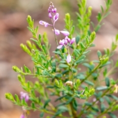 Comesperma ericinum (Heath Milkwort) at Tallong, NSW - 1 Jan 2023 by Aussiegall