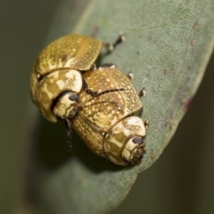 Paropsisterna cloelia at Higgins, ACT - 31 Dec 2022