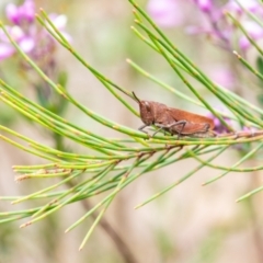 Goniaea opomaloides (Mimetic Gumleaf Grasshopper) at Wingello - 1 Jan 2023 by Aussiegall