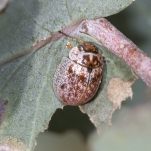 Paropsisterna m-fuscum at Higgins, ACT - 31 Dec 2022 03:15 PM