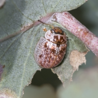 Paropsisterna m-fuscum (Eucalyptus Leaf Beetle) at Higgins, ACT - 31 Dec 2022 by AlisonMilton