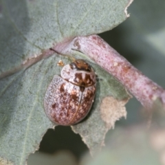 Paropsisterna m-fuscum at Higgins, ACT - 31 Dec 2022 03:15 PM