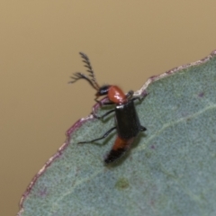 Melyridae (family) at Higgins, ACT - 31 Dec 2022