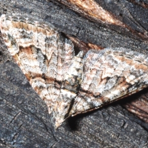 Phrissogonus laticostata at Stromlo, ACT - 31 Dec 2022