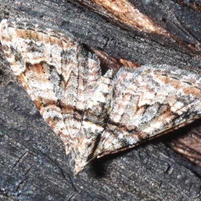 Phrissogonus laticostata (Apple looper moth) at Block 402 - 31 Dec 2022 by Harrisi